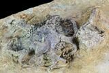 Two Fossil Crinoids And Gastropod - Crawfordsville, Indiana #110564-2